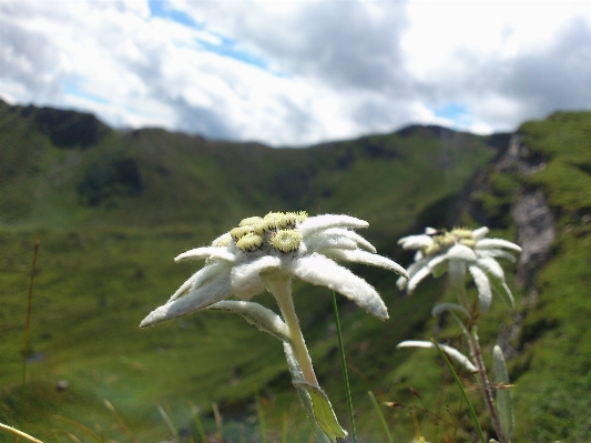 Landscape grass mountain plant Photo