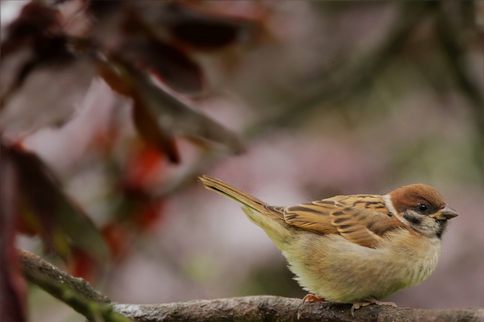 Baum zweig vogel tierwelt