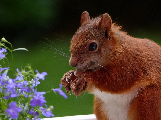 Animal summer wildlife mammal Photo