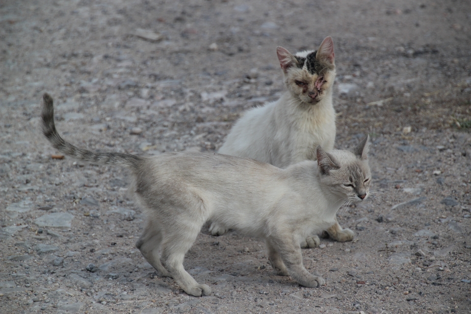 Calle animal gato felino