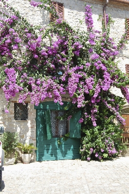 Blossom plant flower summer Photo