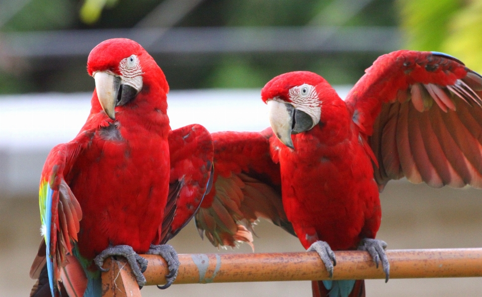 Burung satwa merah paruh