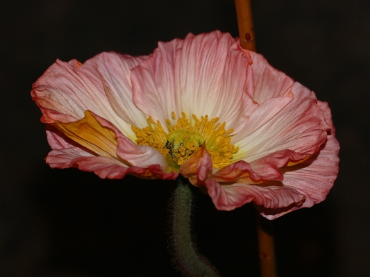 开花 植物 花 花瓣 照片