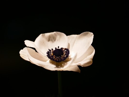 Blossom plant white photography Photo