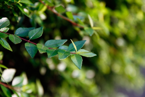 Tree nature grass branch Photo