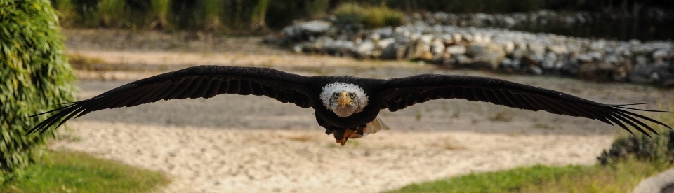 Uccello ala animali selvatici becco