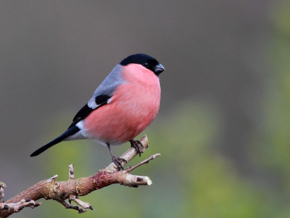 Zweig vogel tierwelt schnabel