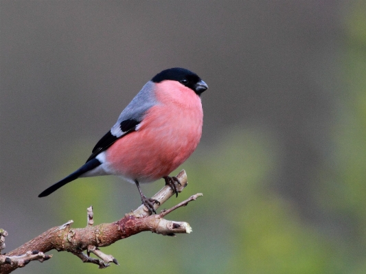 Foto Ramo uccello animali selvatici becco