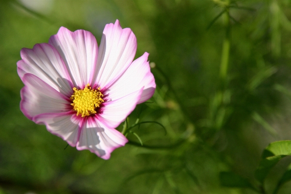 Nature grass blossom open Photo