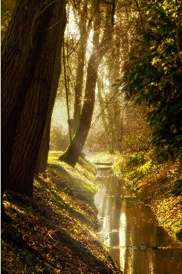 Tree water nature forest Photo