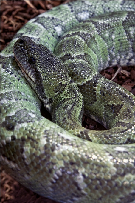 Faune vert afrique reptile