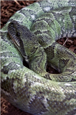 Foto Margasatwa hijau afrika reptil