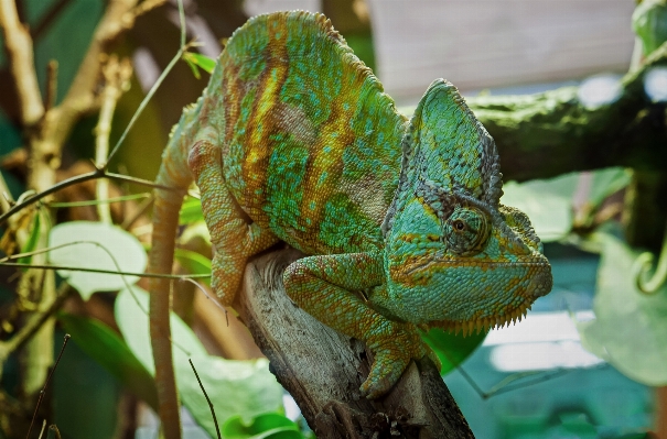 動物 野生動物 動物園 肖像画 写真