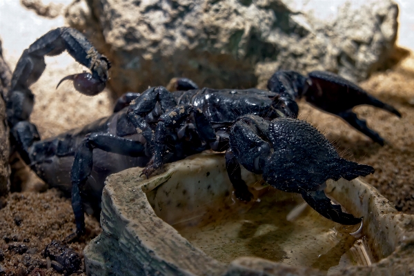 動物 野生動物 贈り物 食べ物 写真