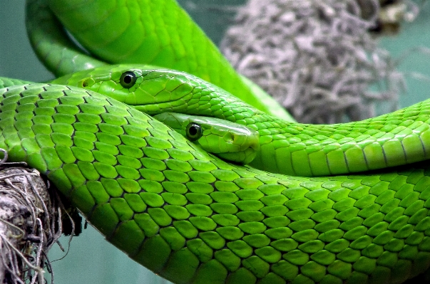 Nature animal green reptile Photo