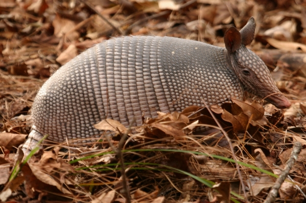 Prairie animal cute wildlife Photo