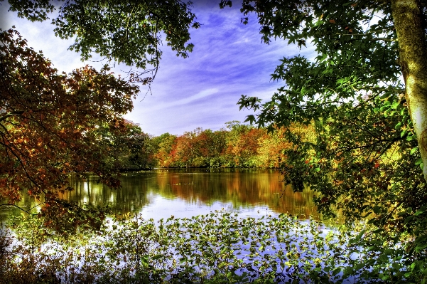 Landscape tree water nature Photo