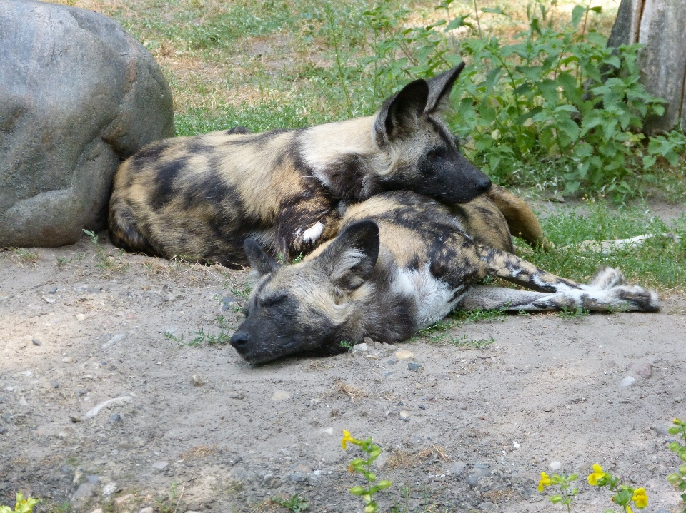 мистический
 зоопарк млекопитающее fauna