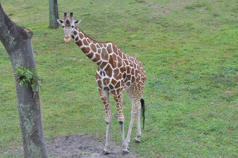 自然 動物 野生動物 動物園