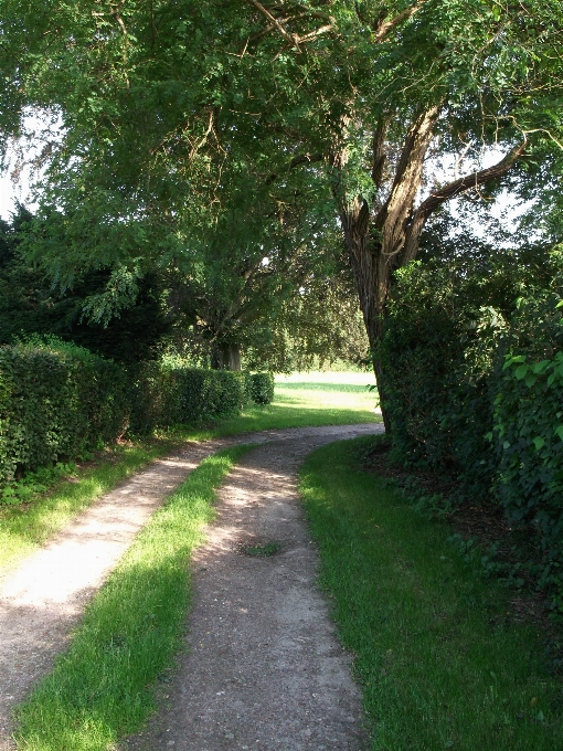 Paesaggio albero foresta erba