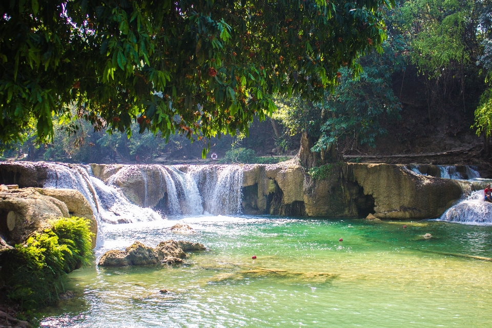 風景 木 水 自然