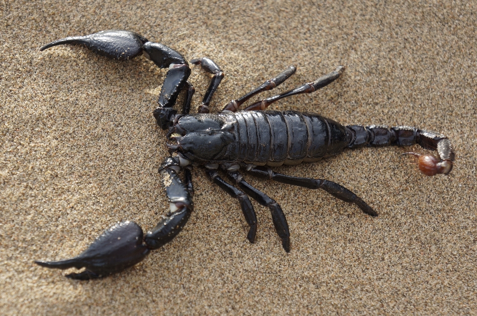 Desierto alimento mariscos fauna