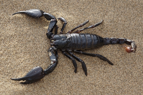 荒野 食べ物 シーフード fauna 写真