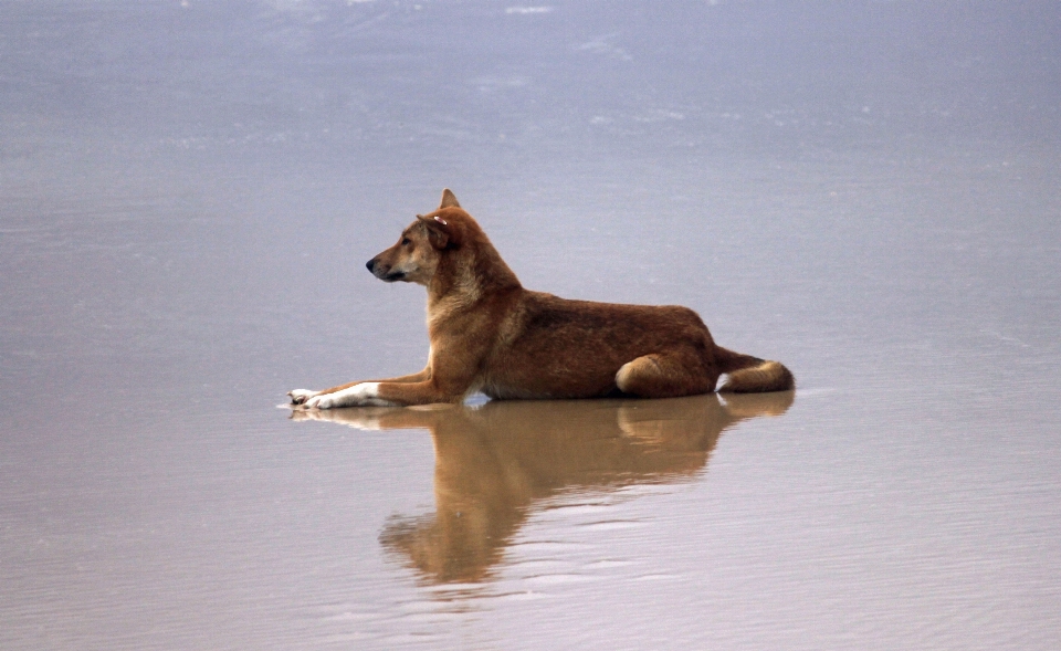 Plage eau sable chien