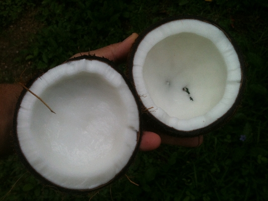 Foto Putih buah makanan telapak