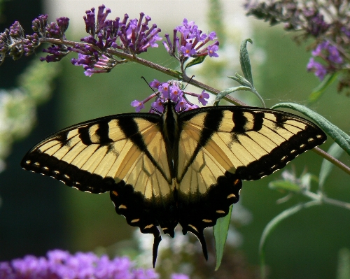 Foto Plantar flor roxo animais selvagens