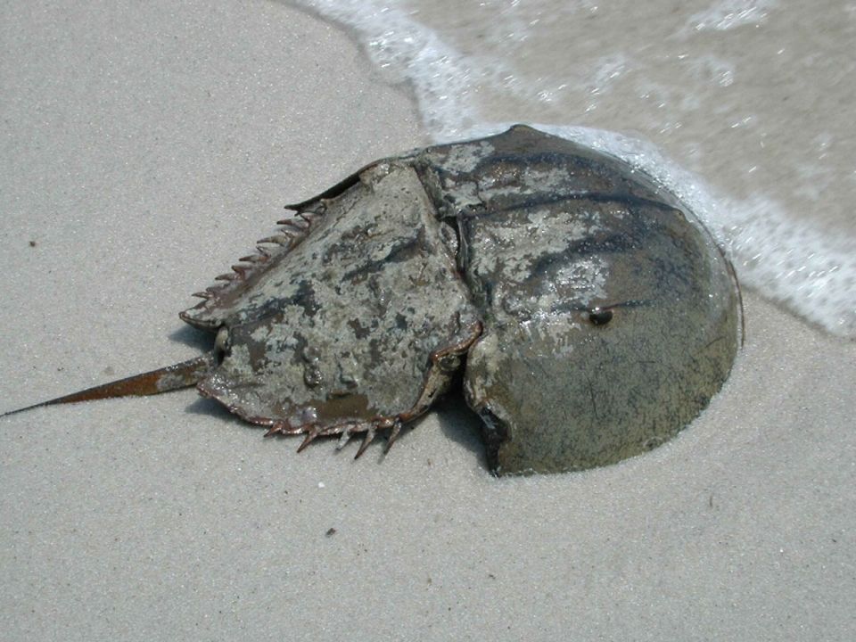 Spiaggia sabbia oceano maschio