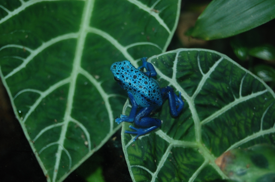 Hoja tropical macro azul