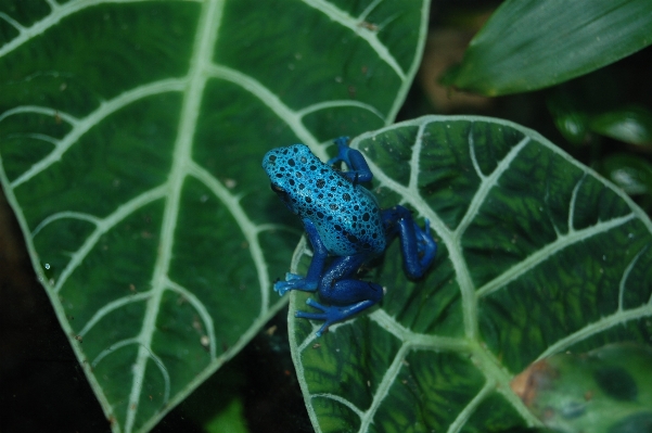 Leaf tropical macro blue Photo