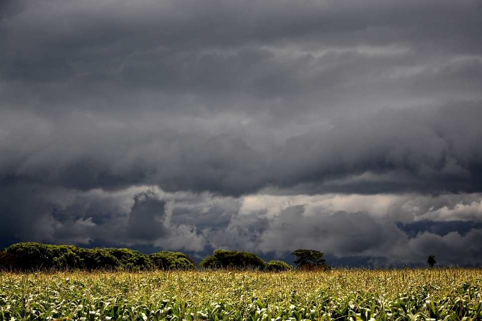 Nature grass horizon cloud