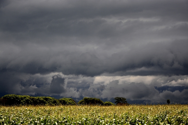 Nature grass horizon cloud Photo