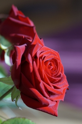 Blossom plant flower petal Photo