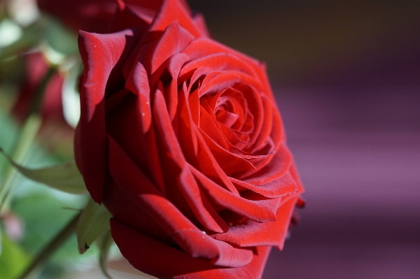 Blossom plant flower petal Photo