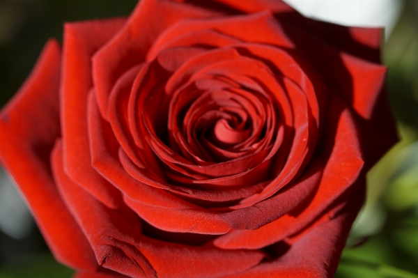 Blossom plant flower petal Photo