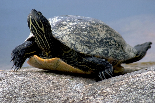 Nature wildlife biology turtle Photo