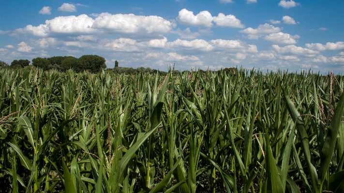 Grass plant field meadow Photo