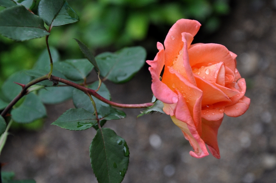 Fiore pianta foglia petalo