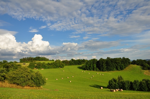 Landscape tree nature grass Photo