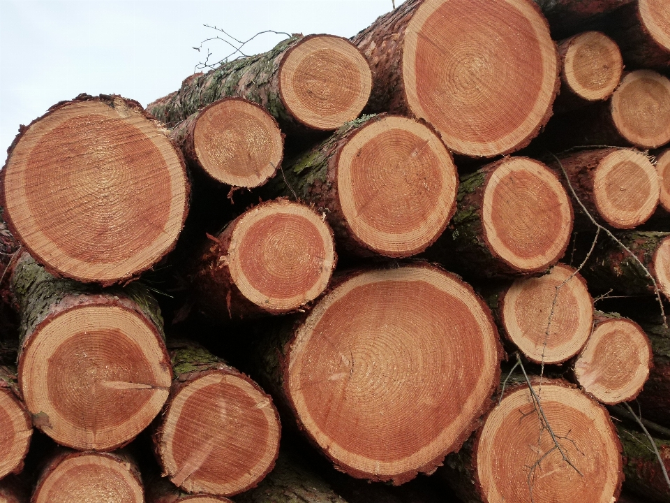 Holz protokollierung weichholz
 hacken
