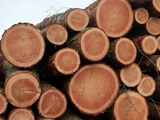 Wood lumber logging softwood Photo