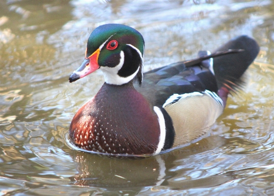 Water winter bird male Photo