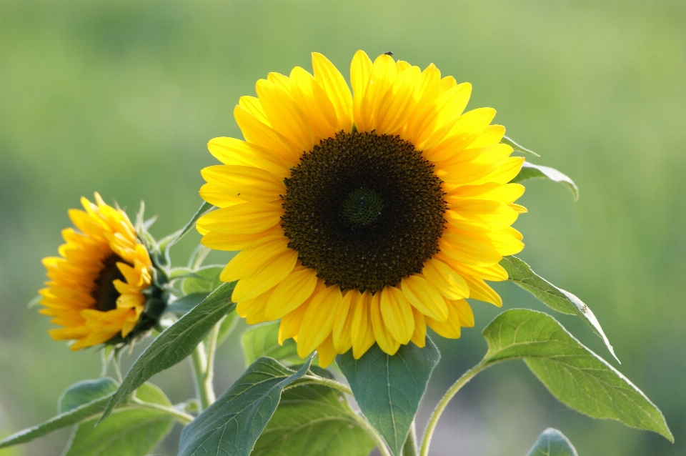 Natur blüte anlage feld