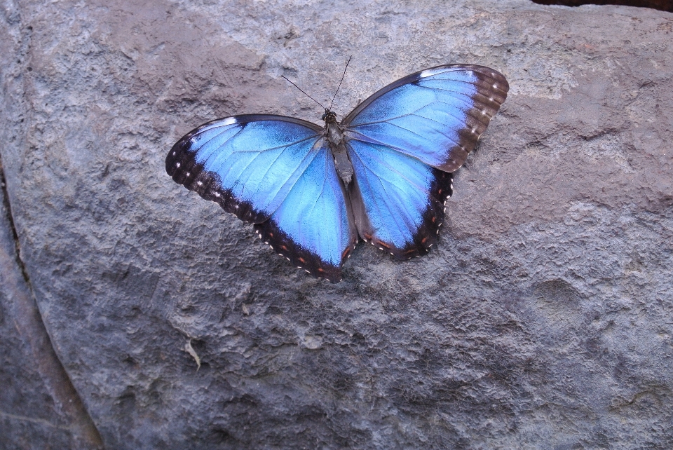 Sayap daun serangga biru