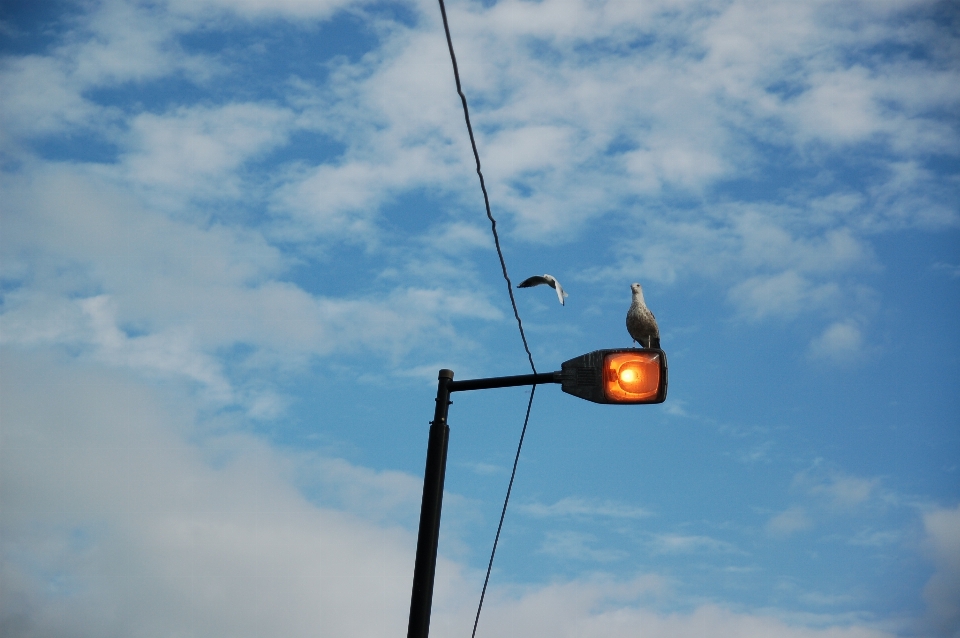 Oiseau lumière nuage ciel