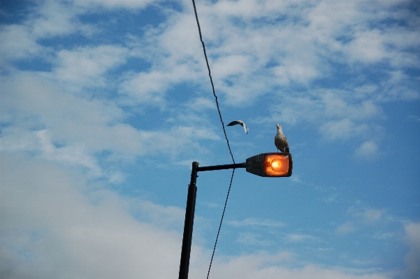 鳥 ライト クラウド 空 写真