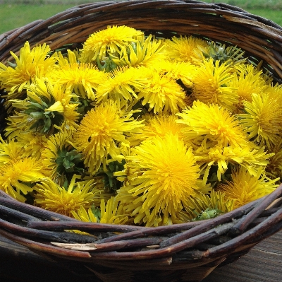 Plant dandelion leaf flower Photo